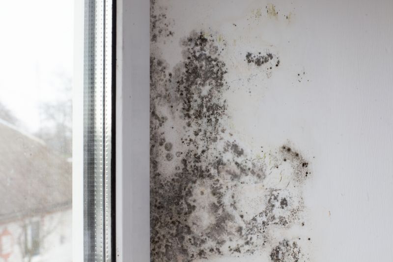 Attic Mold Removal in Fort Worth, TX