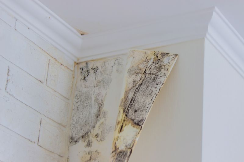 Attic Mold Removal in Essex County, NJ