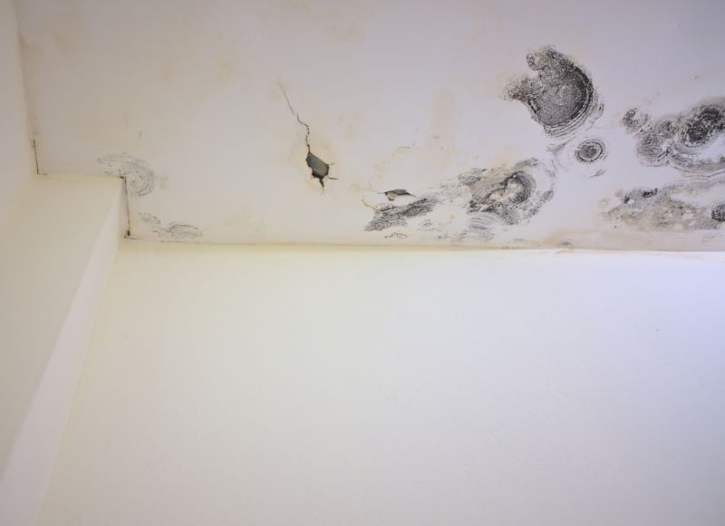 Garage Mold Remediation in Broward County, FL