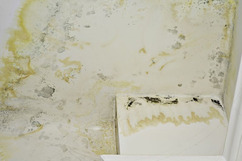 Mold Cleanup Service in Frisco, TX