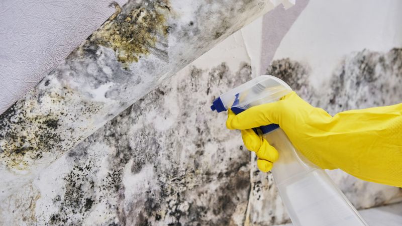 Mold Control in Fort Lauderdale, FL