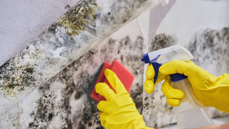 Mold Control in Boynton Beach, FL