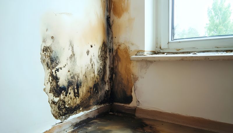 Mold Removal in Dallas, TX