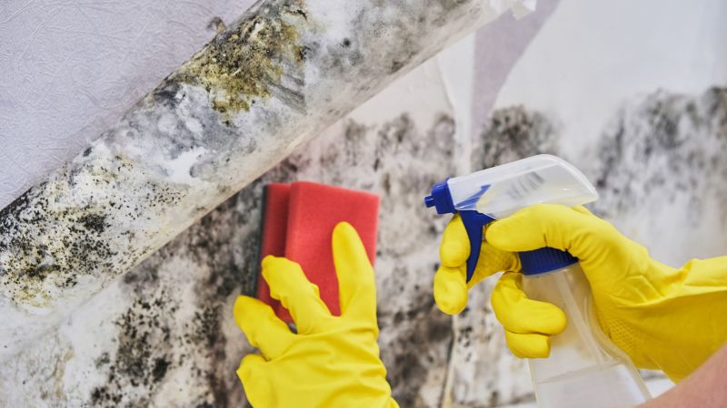 White Mold Mitigation in Broward County, FL