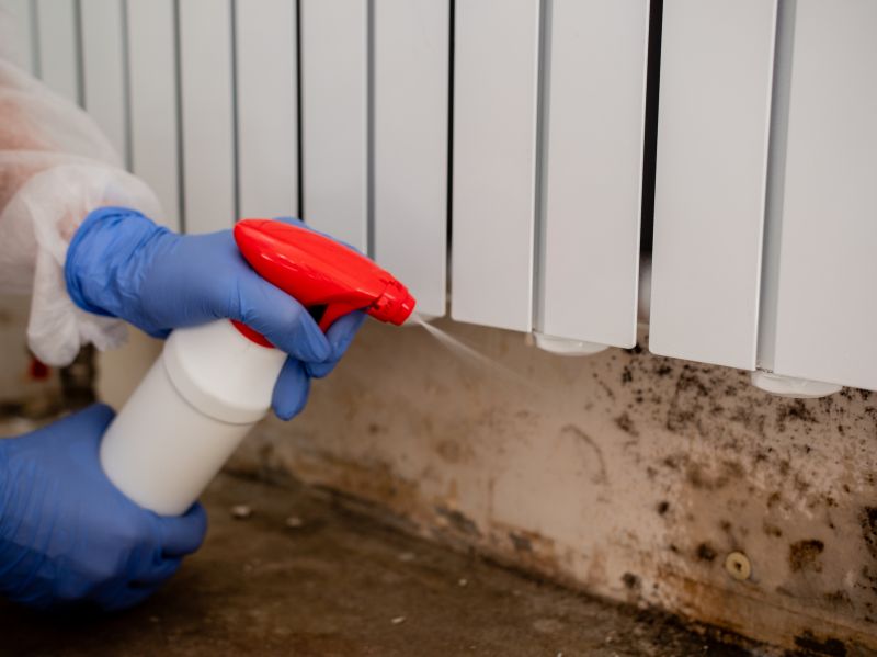 Basement Mold Removal in Jupiter, FL