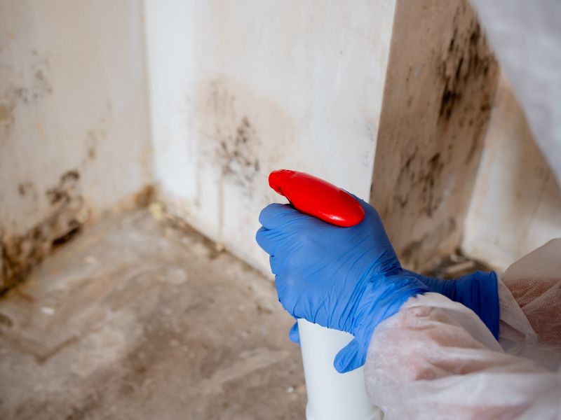 Mold Remediation Service in Jupiter, FL